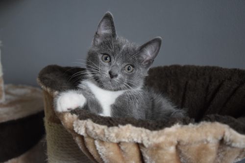 kitten grey cute