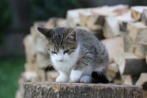 kitten crampon tomcat