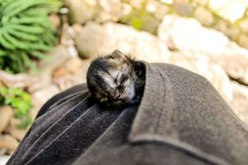 kitten newborn cat sleeping kitten