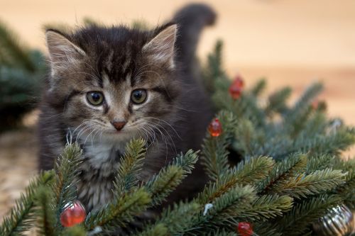 kitten new year's eve fir-tree branches