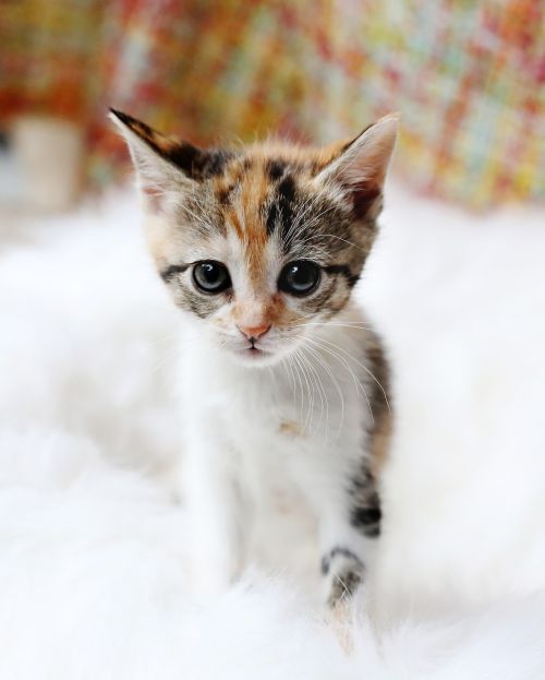 kitten cute cat