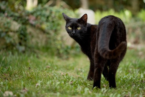 kitten  cat  black cat