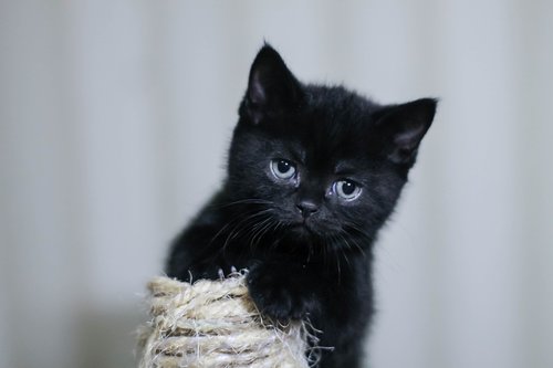 kitten  black cat  pet