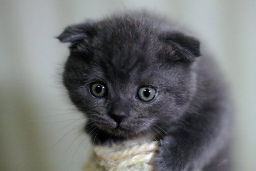 kitten  cat  british cat
