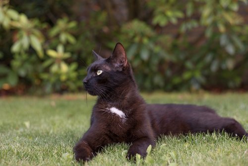 kitten  cat  black cat