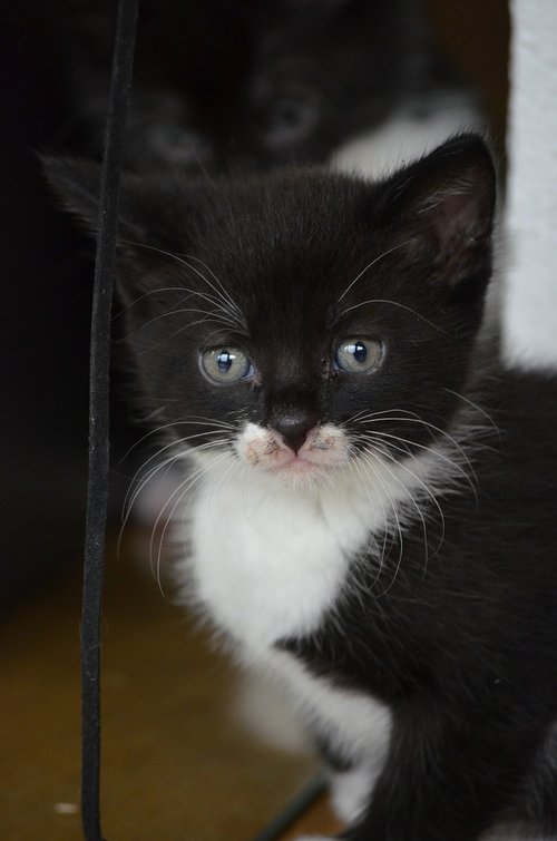 kitten  black and white  cat