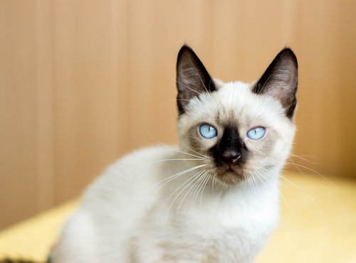 kitten  blue eyes  animals