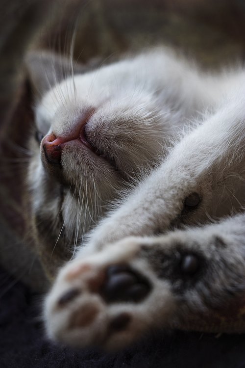 kitten  sleep  cat
