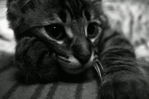 kitten  thoughtful  expression