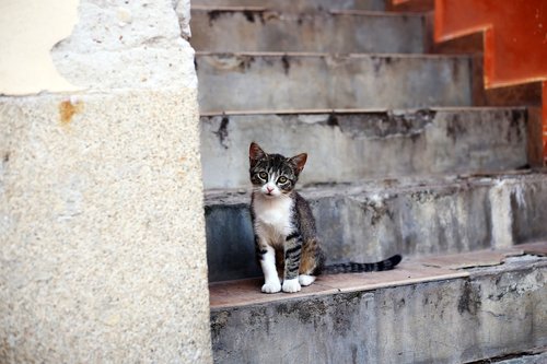 kitten  stairs  street