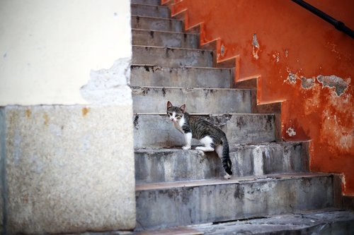 kitten  stairs  street
