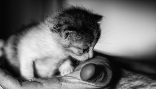 kitten  tiny  cute