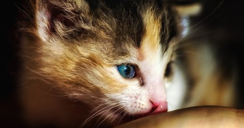 kitten  tiny  cute