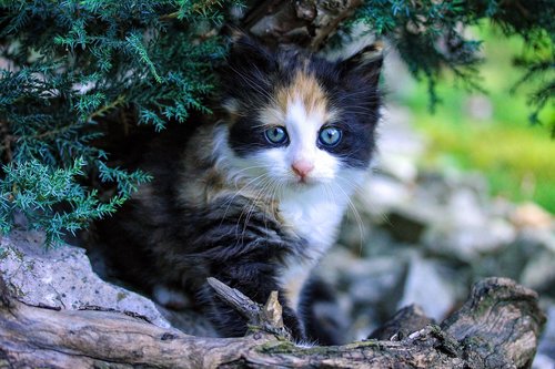 kitten  cat  kitty