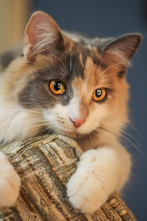 kitten  cat  eyes