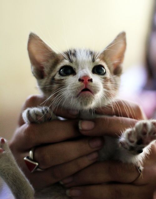 kitten cute hands