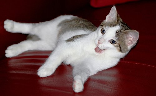 kitten  tongue  cat