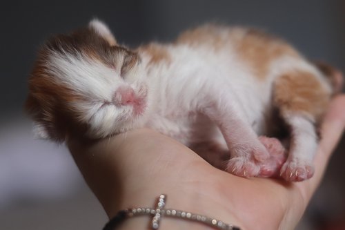 kitten  cute  animal