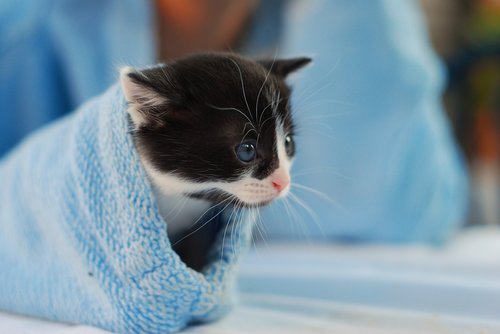 kitten  sleeve  cute