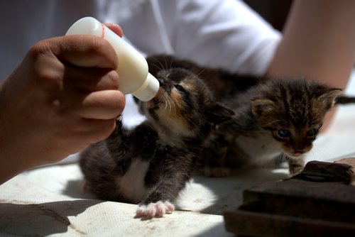 kitten  small  feeding