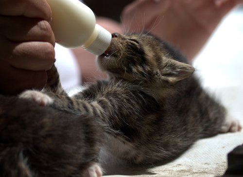 kitten  small  feeding