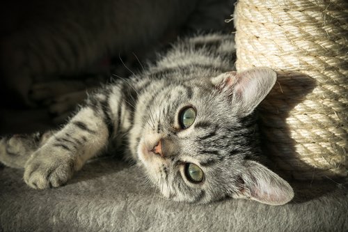 kitten  british shorthair  pet