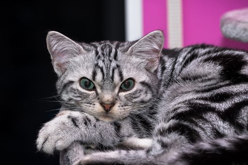 kitten  british shorthair  pet