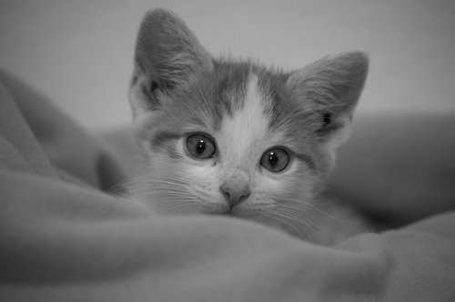 kitten  animal  cute