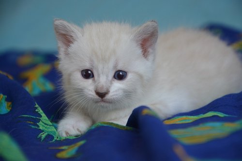 kitten  baby cat  cat