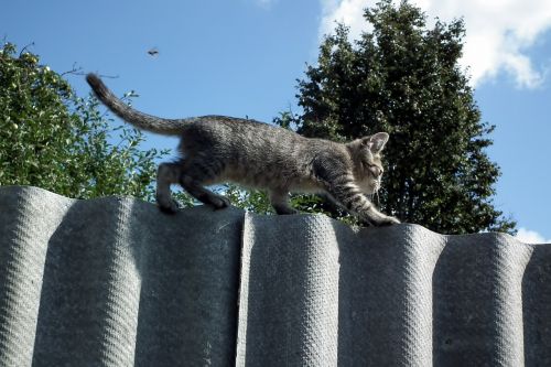 kitten fence cat