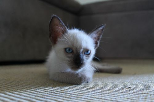 kitten kitty fur
