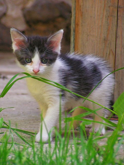 kitten black and white grass