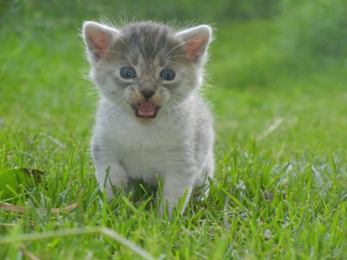 kitten cat mammal