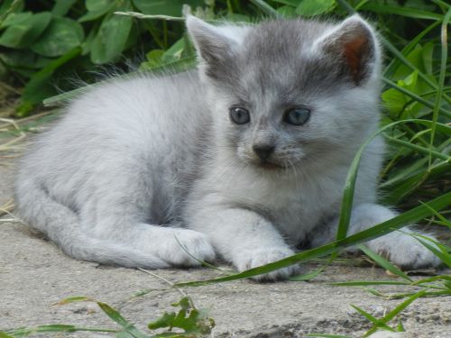 kitten kitty gray