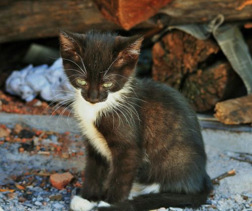 kitten small cat