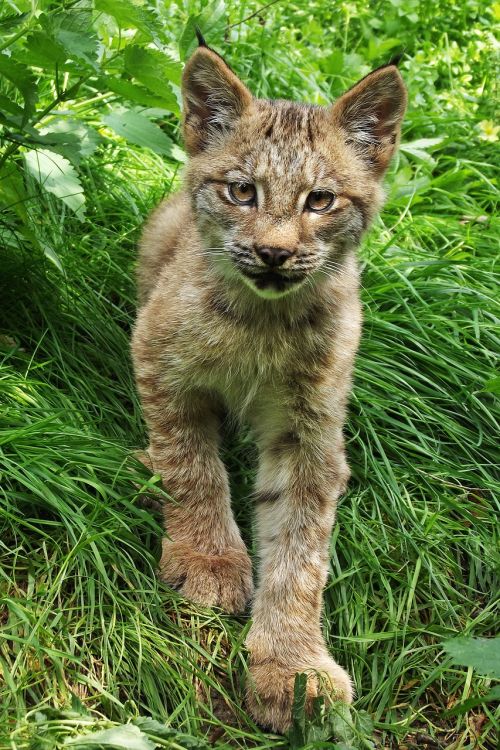 kitten cub beast