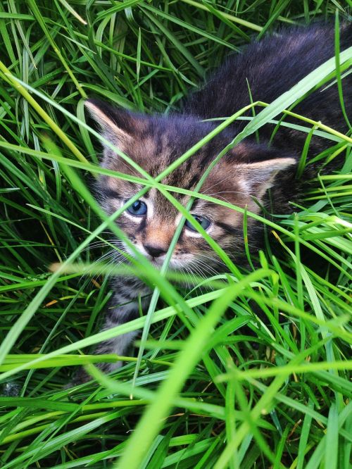 kitten gras natur