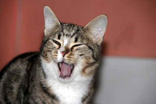 kitten yawns cute