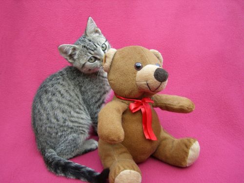 kitten playing teddy bear