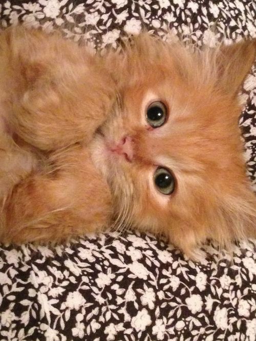 kitten cat orange