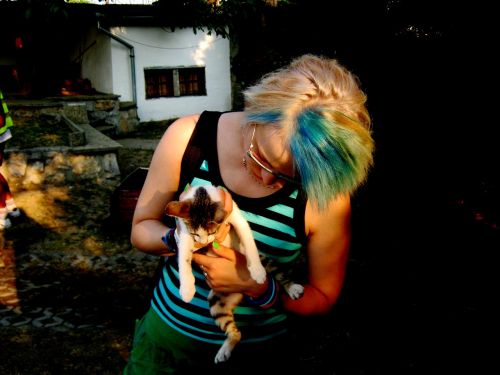 kitten blue hair cat