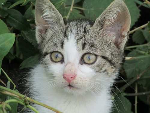 kitten cat bush
