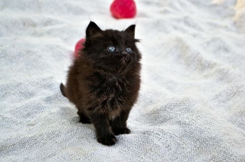 kitten funny black