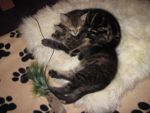 kitten sleep fur