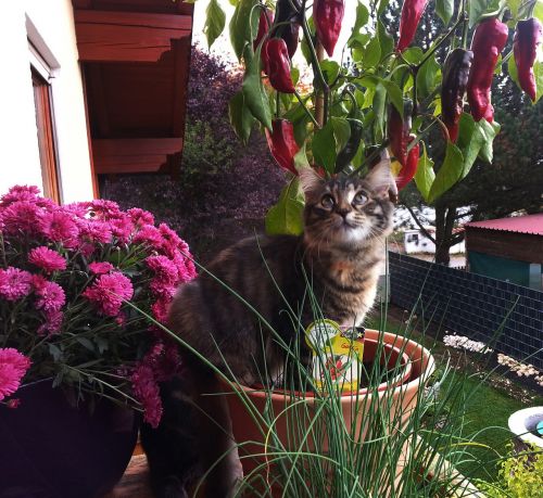 kitten curiosity flowers