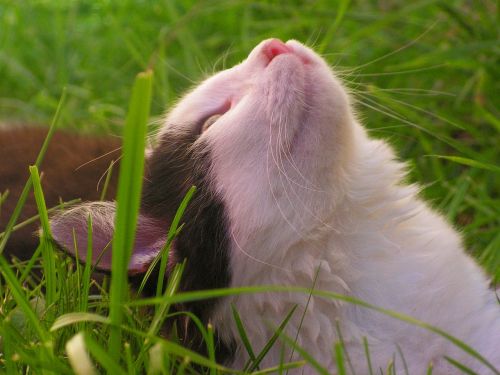 kitten cat black and white