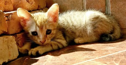 kitten sunbathing cute