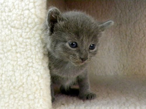 kitten grey life