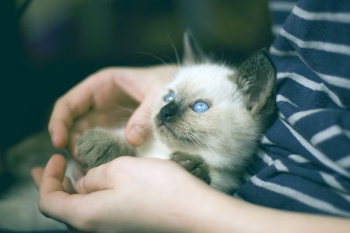 kitten thai cat olubye eyes