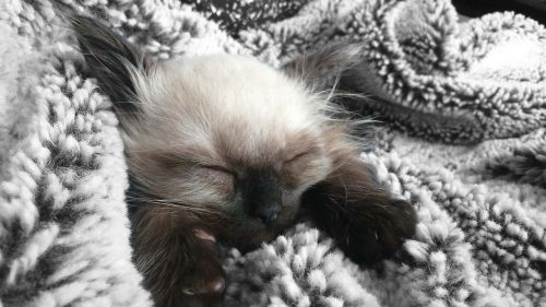 kitten sweet cute